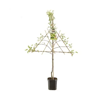 Handpeer (Pyrus comm. Doyenné du Comice lei) H 160 ø 24 cm