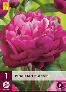 Paeonia Karl Rosenfield