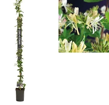 Kamperfoelie (Lonicera per. 'Belgica Select') H 215