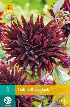 Dahlia Black Jack