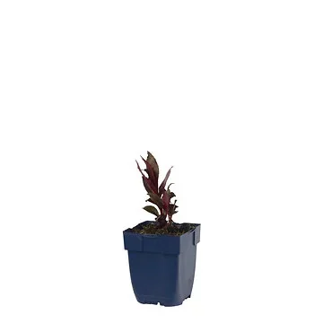 Tuinlobelia (Lobelia fulgens 'Queen Victoria') ø 11 cm