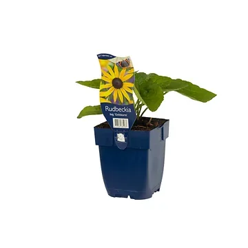 Zonnehoed (Rudbeckia fulg. 'Goldsturm') ø 11 cm
