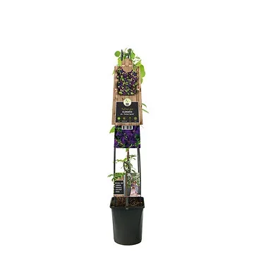 Bosrank (Clematis vit. 'Polish Spirit') H 120