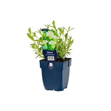 Lijmkruid (Silene mar. 'Weisskehlchen') ø 11 cm