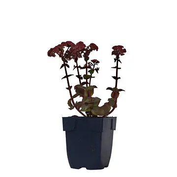 Hemelsleutel (Sedum tel. 'Seduction Rosé Soirée') ø 11 cm
