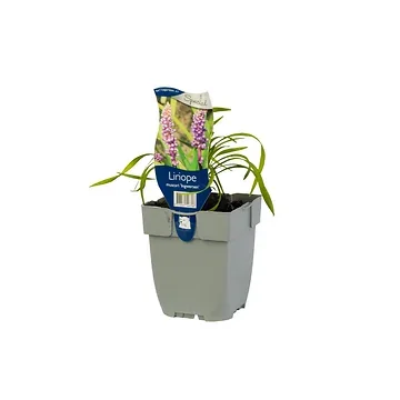 Leliegras (Liriope muscari 'Ingwersen') ø 11 cm