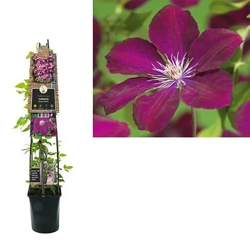 Bosrank (Clematis 'Rouge Cardinal') H 120