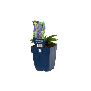 Ereprijs (Veronica spic. Inspire Blue) ø 11 cm