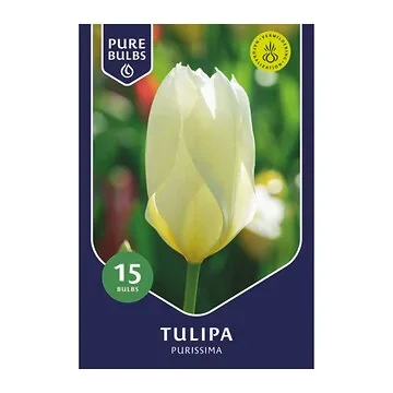 Pure Bulbs Bloembollen Tulp (Tulipa 'Purissima') 15 stuks