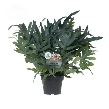 Blauwvaren (Phlebodium Blue Star) H 50 ø 17 cm