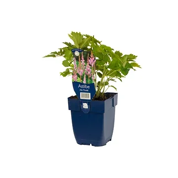 Spirea (Astilbe chin. 'Pumila') ø 11 cm