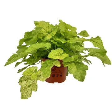 Kindje op moeder schoot (Tolmiea Variegata) H 20 cm