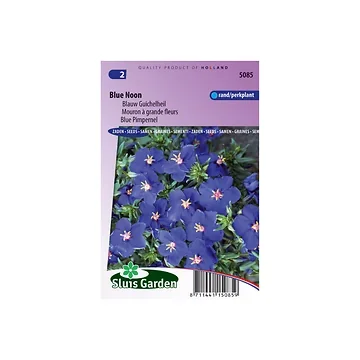 Anagallis monelli lin. Blue Noon