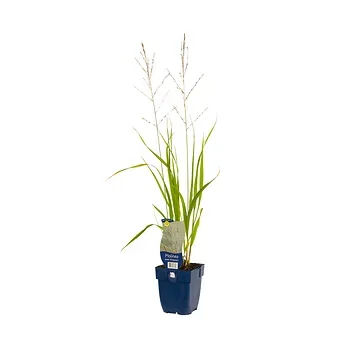 Pijpestrootje (Molinia arund. 'Transparent') ø 11 cm