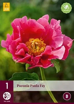 Paeonia Paula Fay