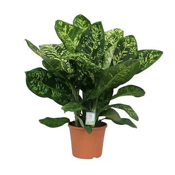 Dief van Badgad (Dieffenbachia Crown) H 120 ø 35 cm