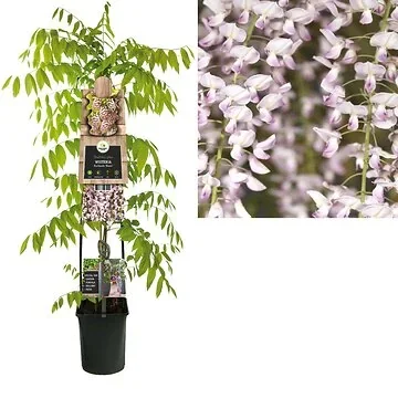 Blauwe regen (Wisteria floribunda 'Rosea') H 120