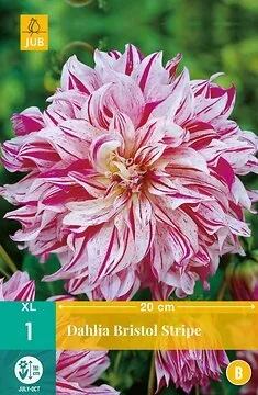 Dahlia Bristol Stripe