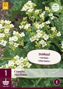 Crambe Maritima