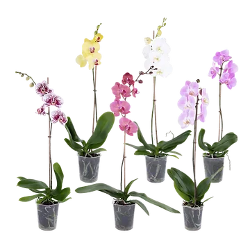 Vlinderorchidee (Phalaenopsis) H 50 ø 12 cm