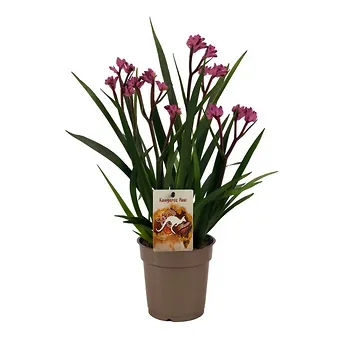 Kangoeroe-poot (Anigozanthos Beauty Pink) H 40 ø 12 cm