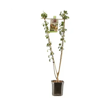 V-Vorm peer (Pyrus comm. Duo-peer) H 160 ø 24 cm