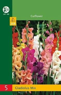 Low Budget Gladiolus Mix