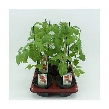 Mini pruimtomaat Geënt (Lycopersicon esculentum) BIO