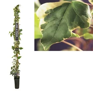 Klimop (Hedera 'Gloire de Marengo') H 215