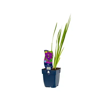 Japanse Iris (Iris ensata Dinner Plate Blueberry Pie)