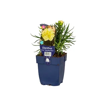 Anjer (Dianthus Sunflor Yellow Bling Bling) ø 11 cm