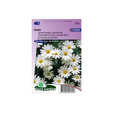 Chrysanthemum leucanthem. vulg. Alaska