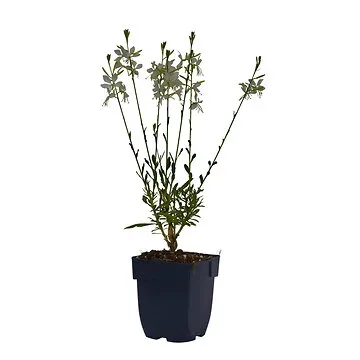 Prachtkaars (Gaura lindh. 'Geyser White') ø 11 cm