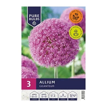 Pure Bulbs Bloembollen Sierui (Allium 'Giganteum') 3 stuks