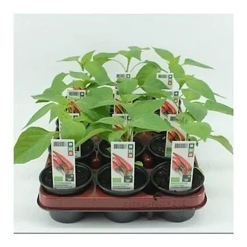Spaanse Peper (Capsicum annuum) BIO