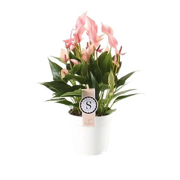 Flamingoplant (Anthurium Lilli) H 45 ø 14 cm