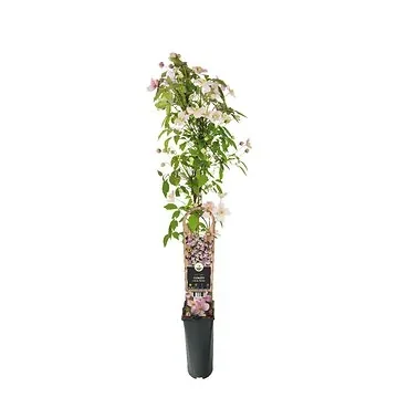 Bosrank (Clematis montana 'Mayleen') H 90