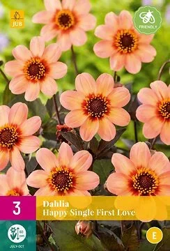 Dahlia Happy Single First Love