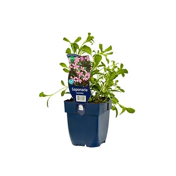 Zeepkruid (Saponaria ocymoides) ø 11 cm