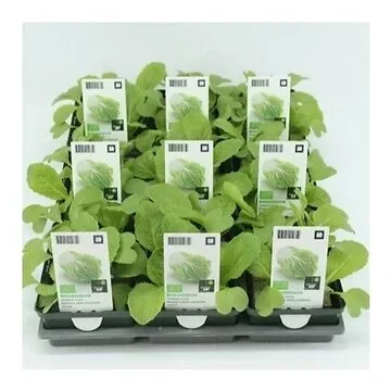 Chinese kool (Brassica rapa pekinensis) BIO