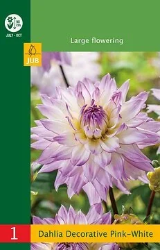 Low Budget Dahlia Decorative Pink-White
