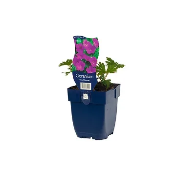 Ooievaarsbek (Geranium sang. 'Tiny Monster') ø 11 cm