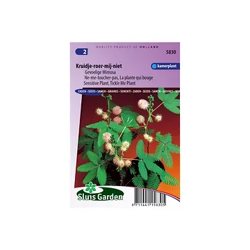 Mimosa pudica Kruidje-Roer-Me-Niet