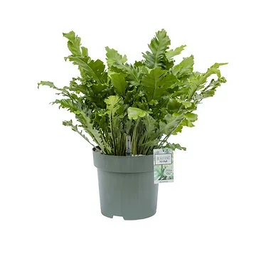 Nestvaren (Asplenium Green Miracle) H 70 ø 30 cm