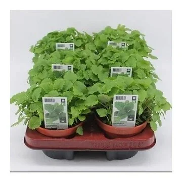 Citroenmelisse (Melissa officinalis) BIO