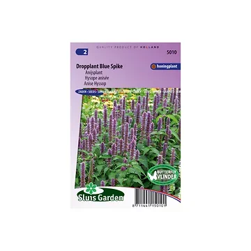 Agastache foeniculum Blue Spike