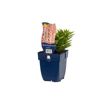 Virginische Ereprijs (Veronicastrum virg. 'Erica') ø 11 cm
