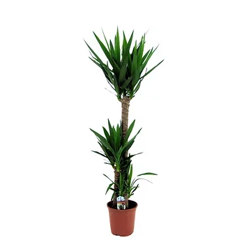 Palmlelie (Yucca Elephantipes) H 140 ø 24 cm