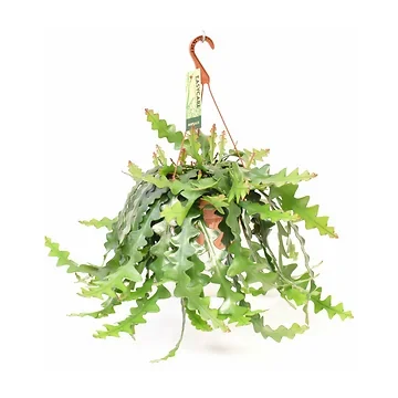 Selenicereus Anthonyanus H 60 ø 21 cm