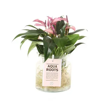 Flamingoplant (Anthurium Aqua Roots Zizou) H 40 ø 12 cm